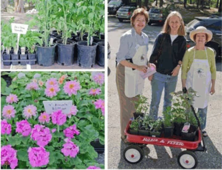 Fourth volunteers at the Garden Education Center propagate plants for the annual May Gardeners Market Saturday, May 7 in Greenwich.