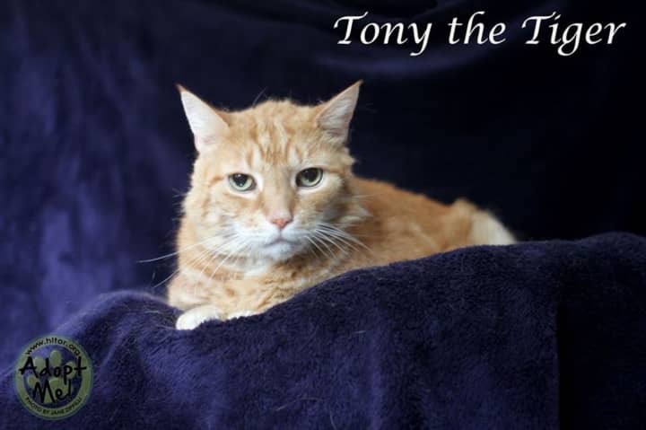 Tony the Tiger needs a home.
