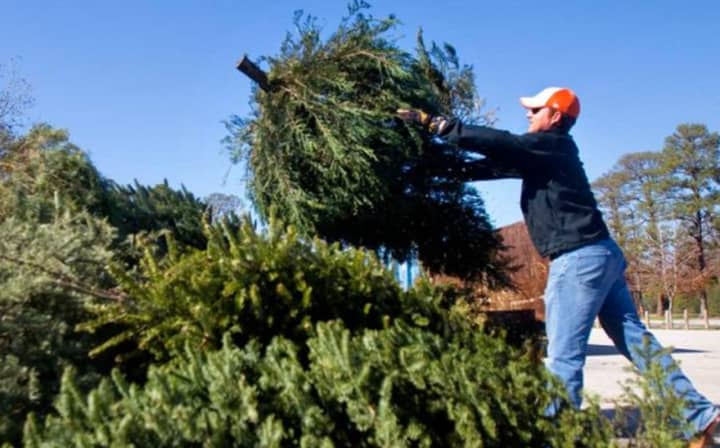 Christmas trees in Prospect Park will be collected curbside starting Jan. 4.