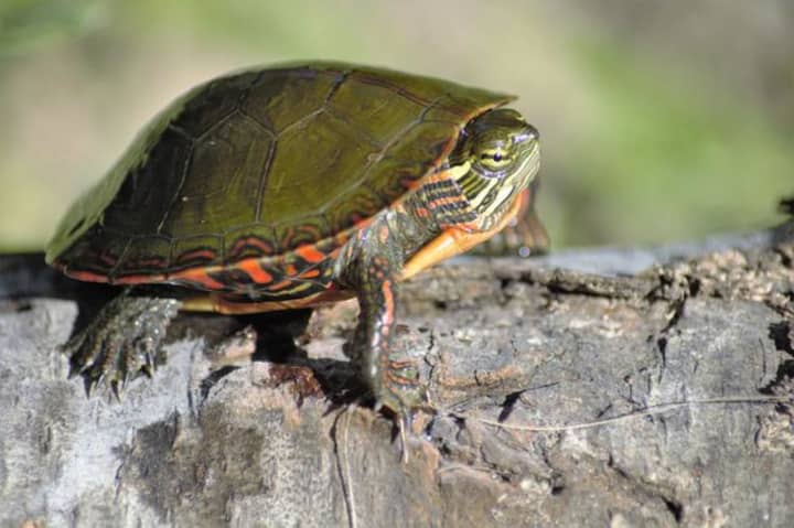 A small turtle on a log