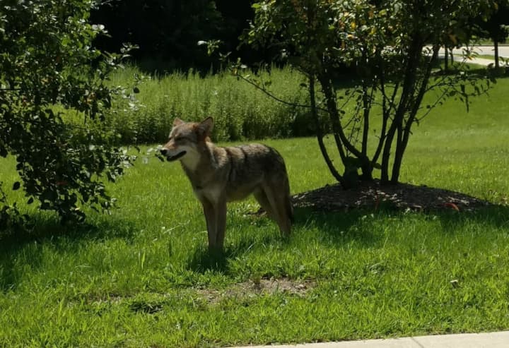 This coyote was spotted in the middle of the day on Monday, July 31 in Montrose.