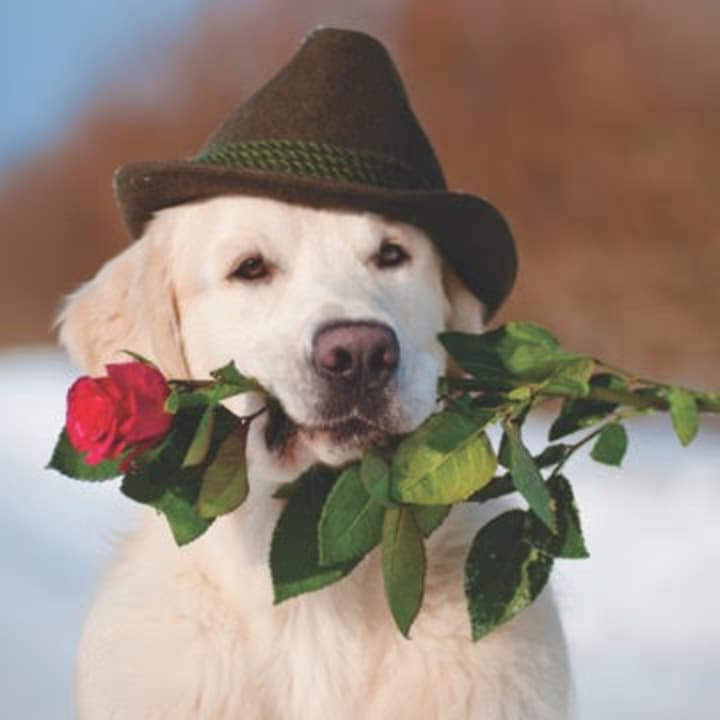 Dogs deserve gifts on Valentine&#x27;s Day, too, says Wilton Canine Co.