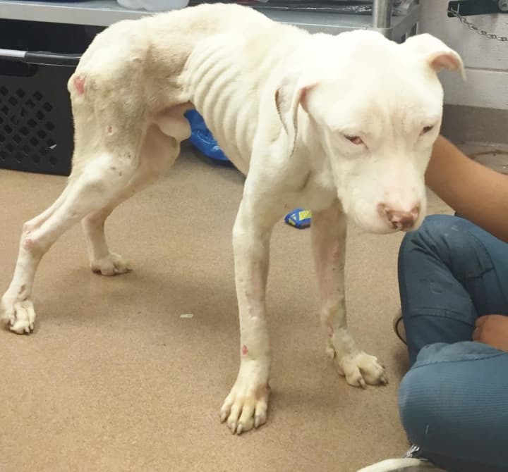 A Mount Vernon man has been arrested on animal cruelty charges after multiple emaciated animals were found in his care.