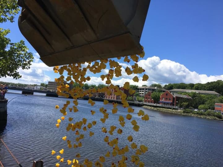 Nearly 3,000 rubber ducks take the plunge into the river in Westport.