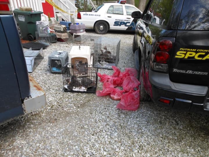 A total of 61 cats were removed from a home in Kent.