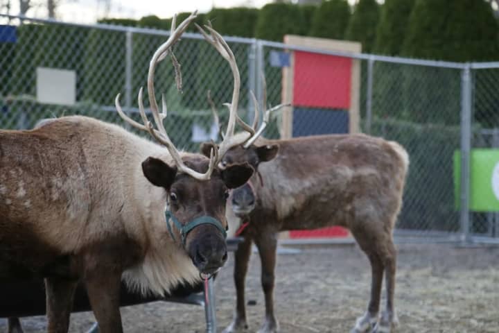 Santa&#x27;s reindeer are at Sam Bridge Nursery &amp; Greenhouses in Greenwich.