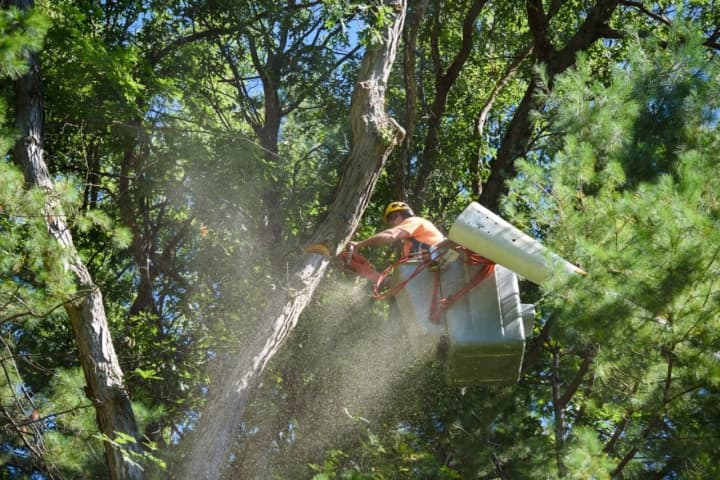 Eversource Energy reported that the drought in Connecticut is leaving trees weak and vulnerable.