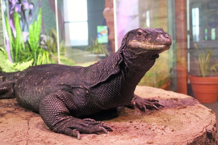The 7-foot Asian water monitor lizard at The Maritime Aquarium at Norwalk – known as a rare black dragon for the melanistic gene that made it all black – died unexpectedly overnight Monday.