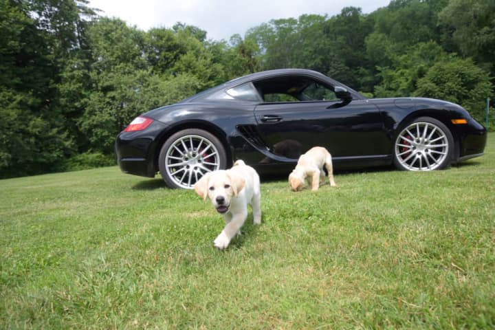 &quot;Puppies &amp; Porsches&quot; in Danbury will raise money for Guiding Eyes for the Blind.