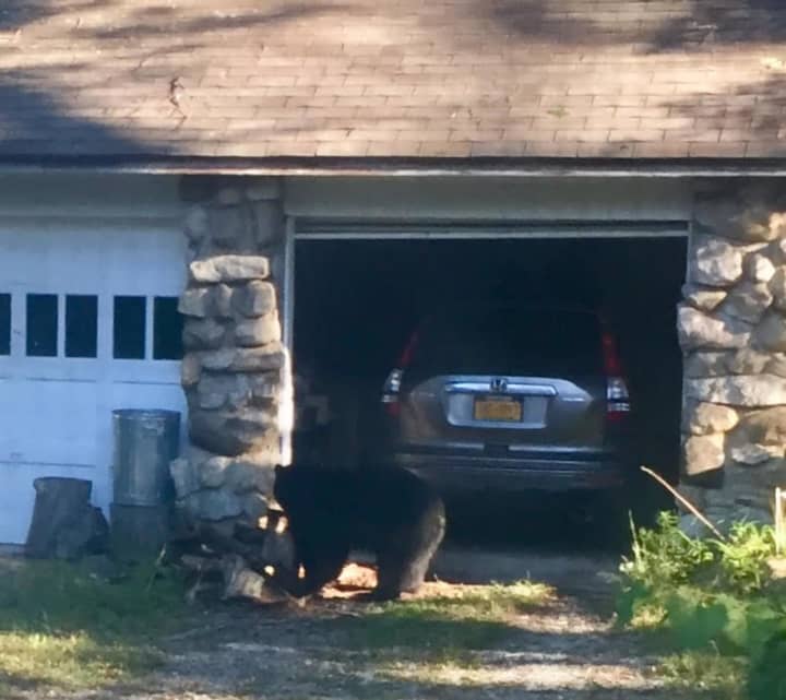 There&#x27;s been another bear sighting in the Hudson Valley.