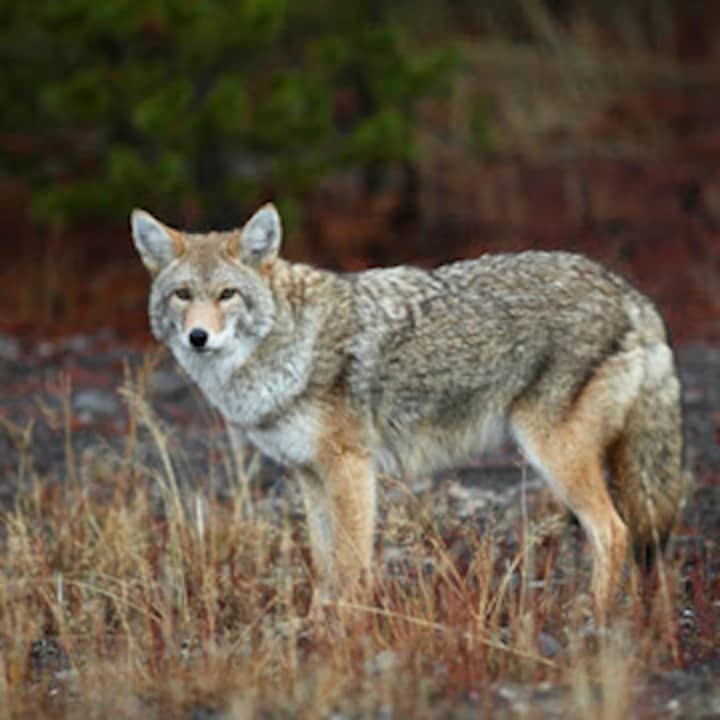 A coyote is suspected to have killed a small puppy was Friday night in New Canaan