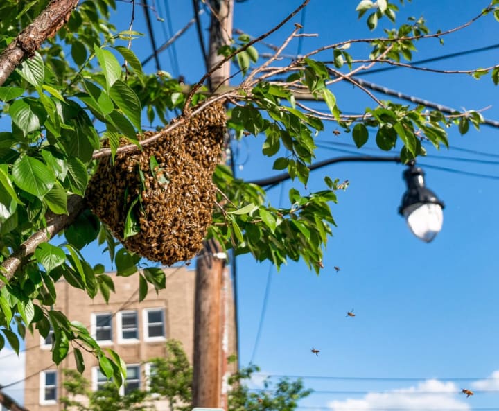 A swarm of bees in Pleasantville