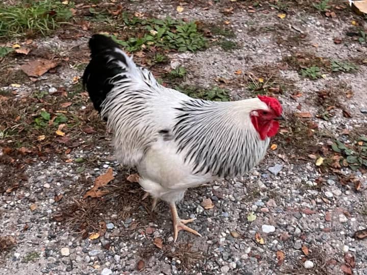 The SPCA has offered a reward for information that leads to the arrest of someone who abandoned a rooster on Long Island.