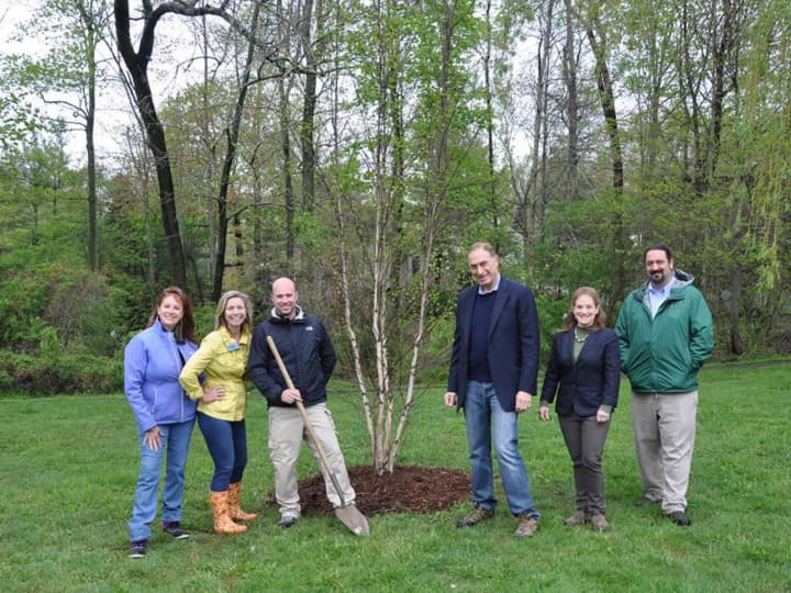 Arborist Jeff Delaune and the Almstead crew plant an 8 foot river birch tree in Crawford Park.