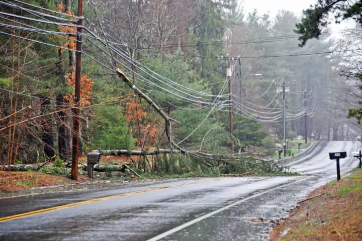 This week&#x27;s storms sent trees toppling in the region.