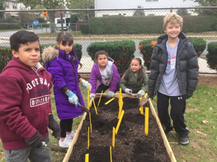 Second-graders at Columbus Elementary School planting daffodils in New Rochelle.