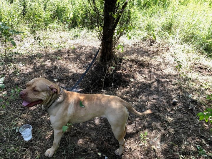 A look at the abandoned dog tied to a tree off I-84.