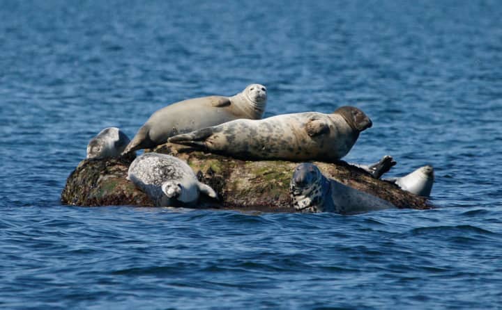 Harbor seals and a grey seal haul out on Long Island Sound.