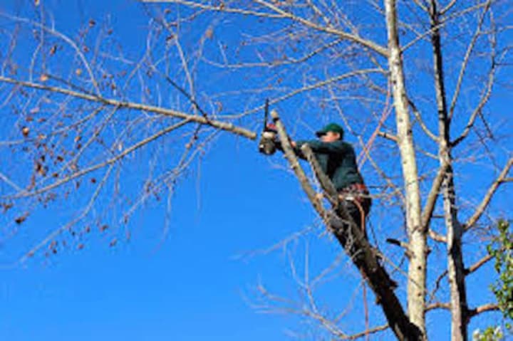 PSE&amp;G will be pruning trees in Leonia that interfere with power lines.