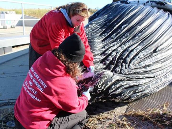 Experts Lloyd Harbor, N.Y., examine a humpback whale that was found dead in Long Island Sound over the weekend. 