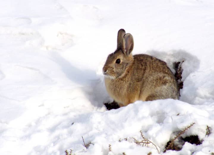 Children are invited to learn about the winter habits of animals with Master Gardeners from Cornell Cooperative Extension at the West Nyack Free Library.