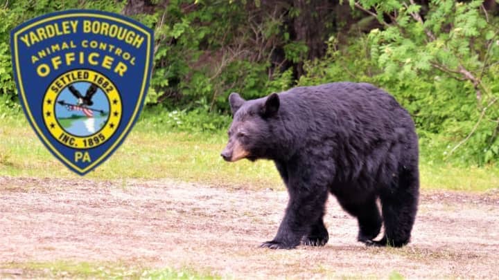 A bear has been spotted in Yardley borough, authorities warn.
