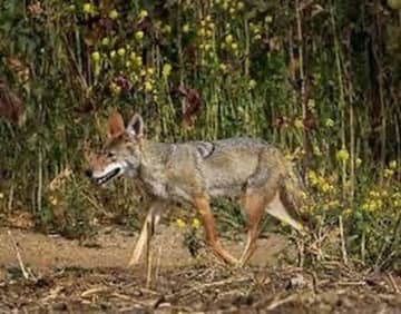 A woman was bitten by a coyote while walking in New Canaan.