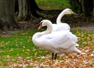 A report of aggressive mute swans has been reported at Lake Zoar in Newtown.