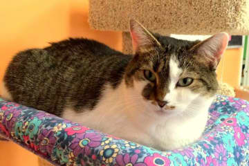 Ellie is one of the cats that will be up for adoption at the Animal in Distress adoption open house on Saturday.