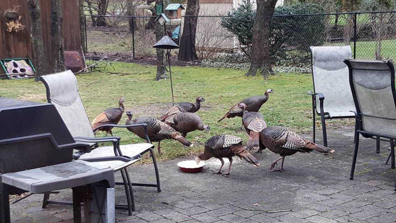 The suspects: a group of wild turkeys surrounded a Hillsdale mail carrier's truck on Tuesday.