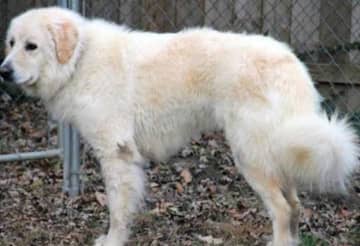 India, a Great Pyrenees, is missing