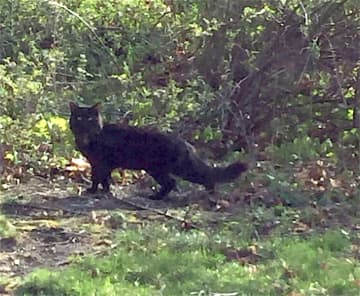 A black cat (not the one pictured) tested positive for rabies in Frederick County.