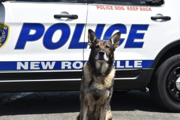 The New Rochelle K9 Unit was required following a bomb threat to the JCC of Mid-Westchester.