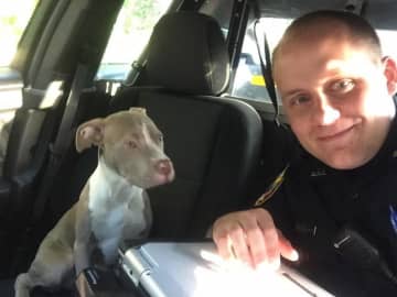 Bethel Police Officer Jared Robinson with his temporary partner, a lost puppy he found Friday.
