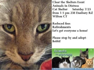 Help out cats at the Animals in Distress Shelter in Wilton on Saturday during the Clear the Shelters nationwide event.