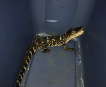 Connecticut State Environmental Conservation Police found an American alligator that was kept as a pet at a home in New Hartford.