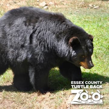 Thousands of people have signed a petition opposing a $16 million state grant to build a grizzly bear exhibit at Turtle Back Zoo in West Orange as well as $5 million in funds to repair some ballfields in Glen Ridge.