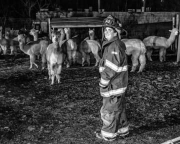 Firefighter Annie Shevlin watches over more than 20 Alpacas who were saved from a fire near a barn in Hyde Park.