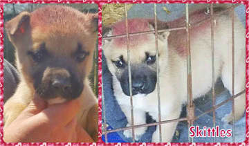 Skittles was saved by Southern Paws Inc. of Ringwood.
