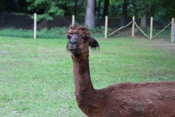An alpaca farm in Pleasant Valley will have an open house.