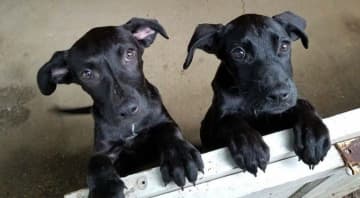 Tom and Jerry of Southern Paws in Ringwood were found in a ditch in Mississippi.