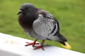 This banded pigeon was found in a South Salem yard.