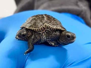 A rare two-headed turtle was born in Massachusetts.