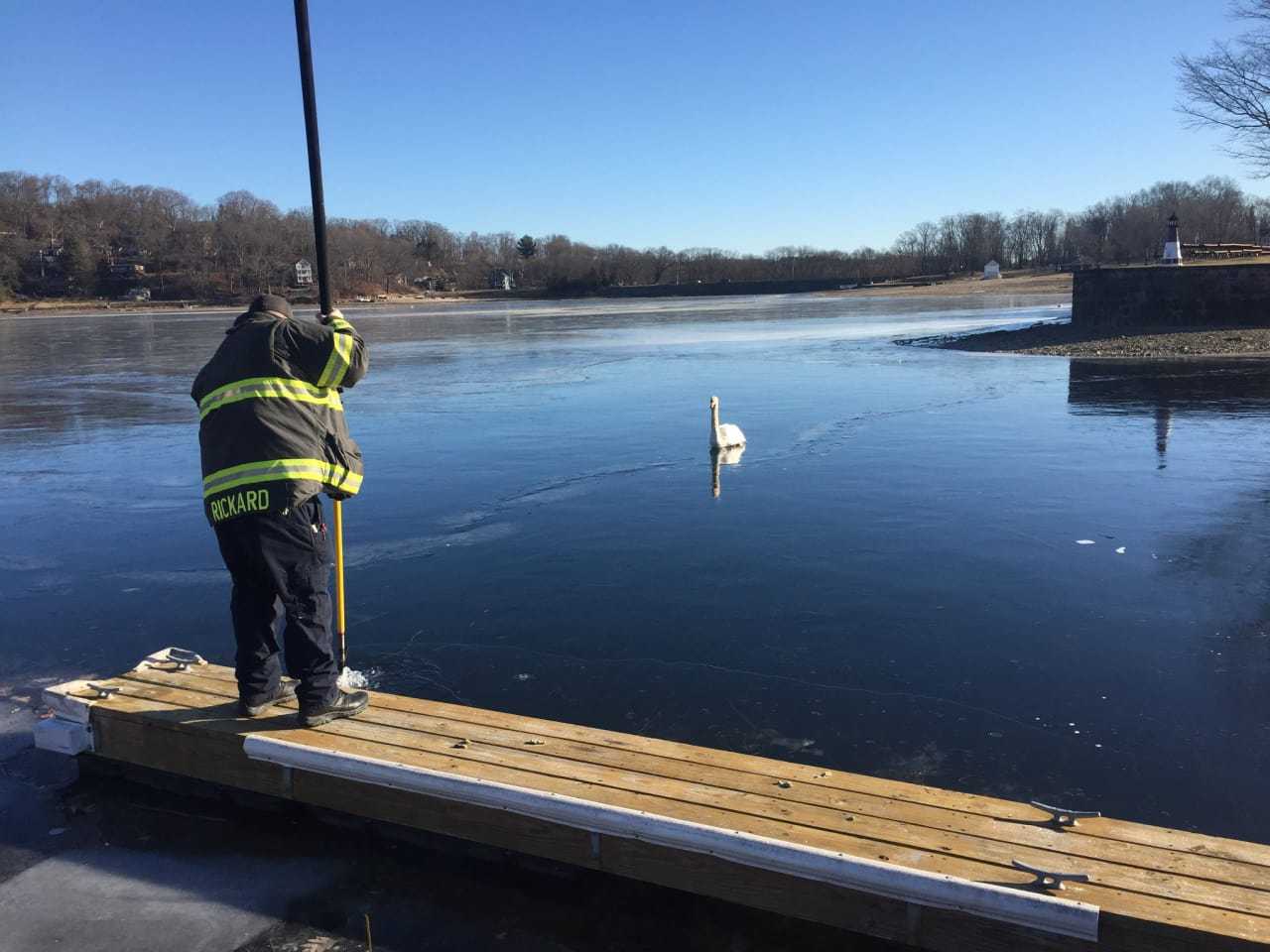 A swan trapped in the ice was saved by Danbury firefighters.