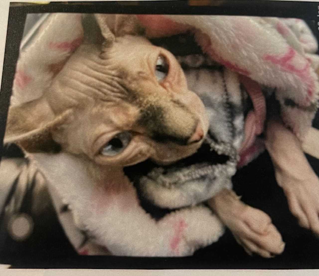 Princess the hairless cat.