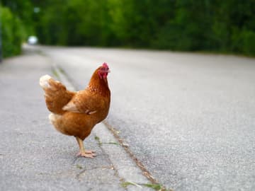 The chicken waits to cross the road on National Tell a Joke Day.