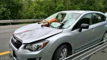 A driver was injured  Friday when a deer flew through the windshield.