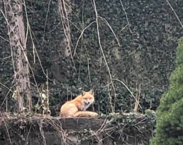 A wild fox or coyote was spotted in Tuckahoe backyards.