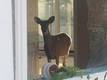 The deer inside the home.