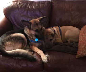 Delilah, left, was a neglect case taken in by Ringwood's Southern Paws Rescue. She has learned to love with help from her new brother, Pablo, a Shar Pei.